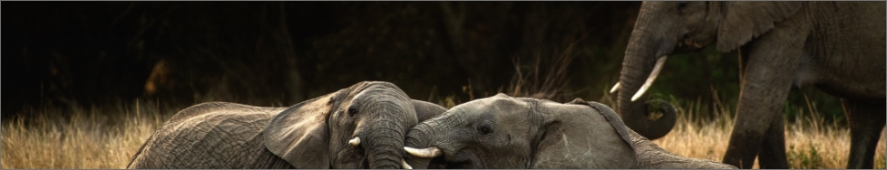 elephants in their natural habitat