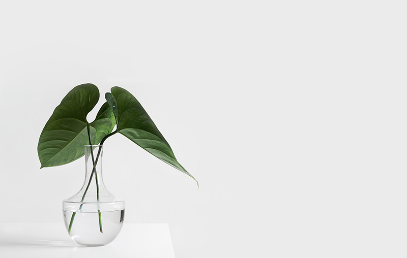 glass vase with water and two green leaves